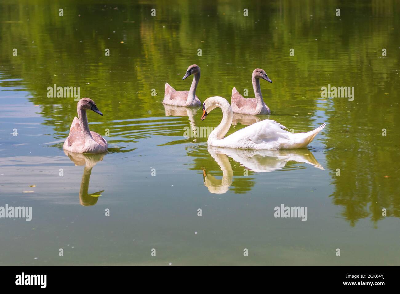 cygnes sur l'eau - famille de cygnes nageant dans l'étang Banque D'Images