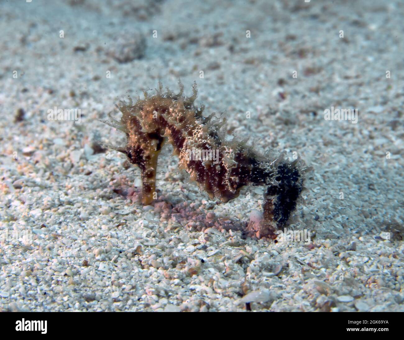 Un hippocampe épineux (Hippocampus guttulatus) dans la mer Méditerranée Banque D'Images