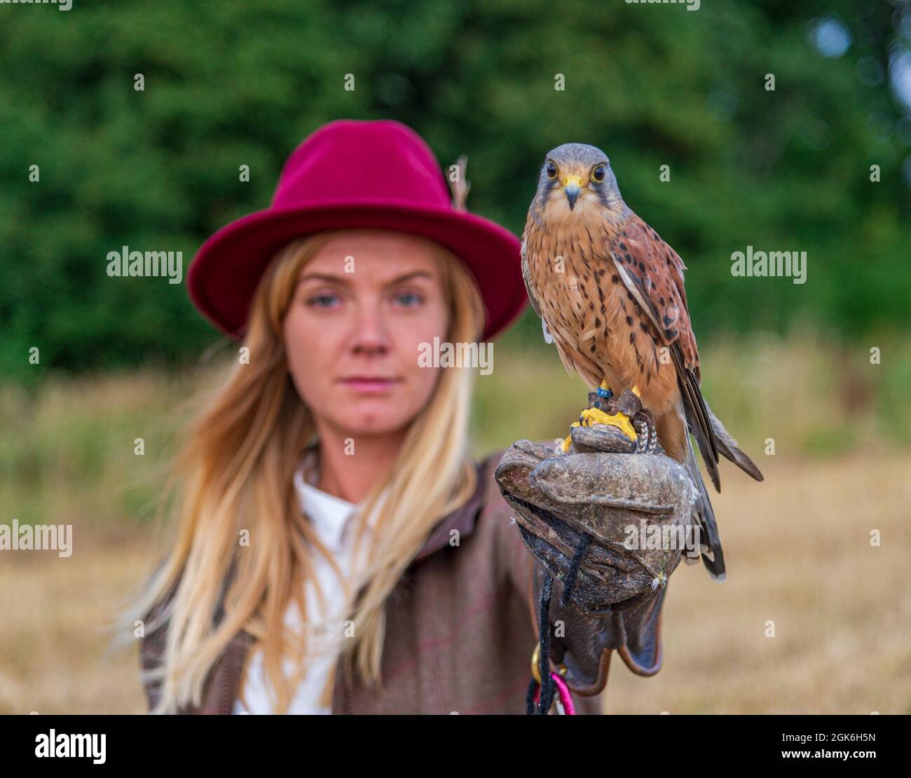 Une jeune femme blonde falconer avec un Kestrel, qui est une attraction populaire les jours d'expérience falcon Banque D'Images