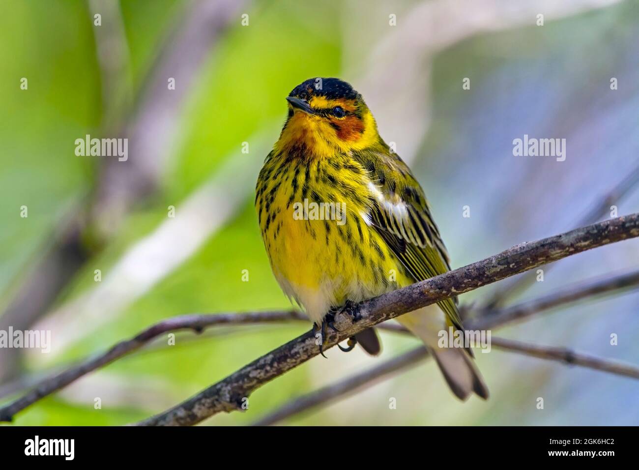 Adulte mâle Cape May Warbler, Setophaga tigrina, migration printanière 2021 à Port Aransas, Texas États-Unis. Banque D'Images