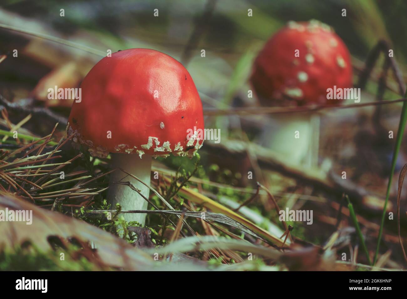 Amanita muscaria, Fly agaric, Fly Amanita. Deux agariques rouges à la mouche avec des taches blanches sur le sol de la forêt. À l'extérieur. Gros plan. Arrière-plan rouge d'automne. Banque D'Images