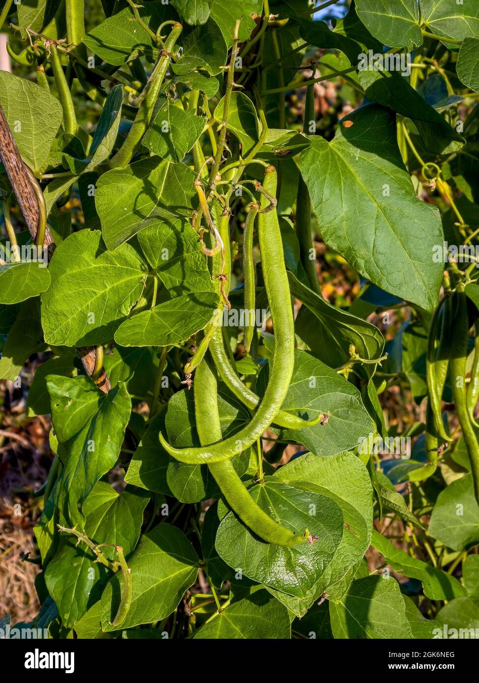 Les haricots blancs qui poussent sur la vigne dans une allotissement au Royaume-Uni. Banque D'Images