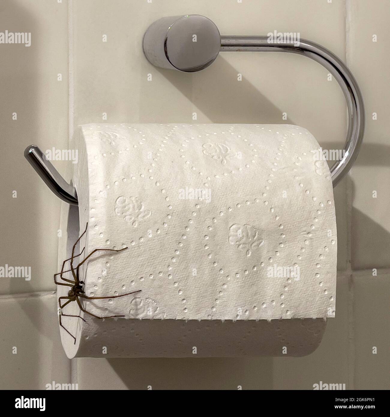 Grande araignée maison se cachant sur un rouleau de toilette blanc dans une salle de bains britannique. Banque D'Images