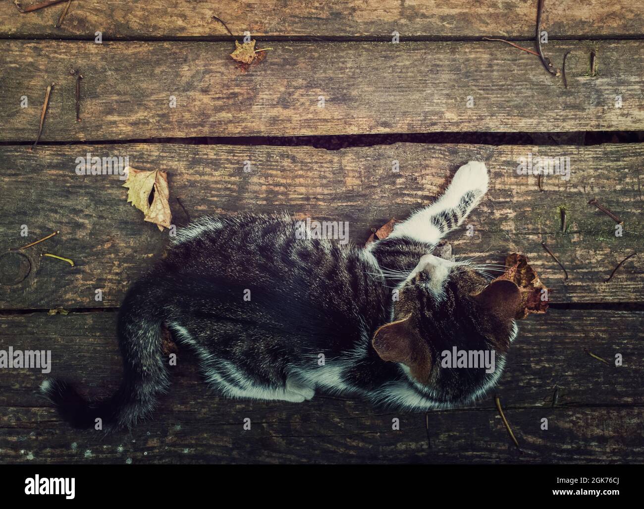Vue de haut en bas d'un chat allongé sur une table rustique en bois entourée de feuilles sèches. Arrière-plan de la saison d'automne avec chaton sur le vieux panneau de bois avec cop Banque D'Images