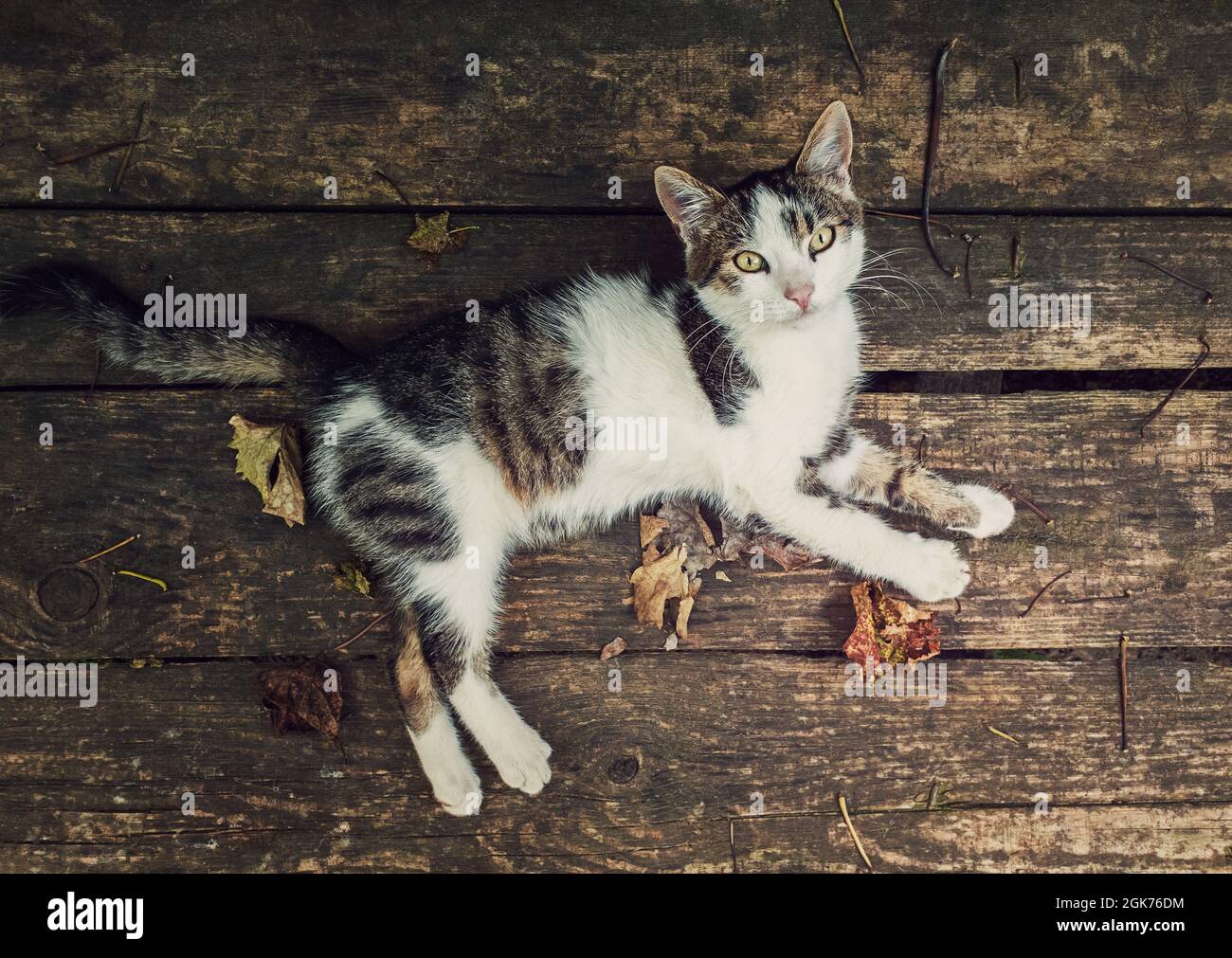 Vue de haut en bas d'un chat allongé sur une table rustique en bois entourée de feuilles sèches. Arrière-plan de la saison d'automne avec chaton sur le vieux panneau de bois regardant Banque D'Images