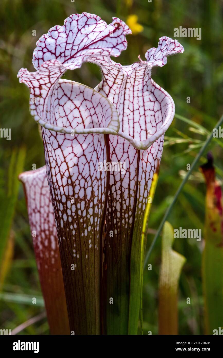 Les plantes de pichet carnivores poussent dans la tourbière Weeks Bay Pitcher en Alabama le 9 septembre 2021. Banque D'Images