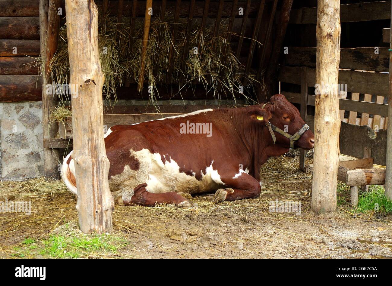 Vache en stable. Vache reposant sur la paille dans l'écurie. Agriculture et concept agricole. Production de lait. Banque D'Images