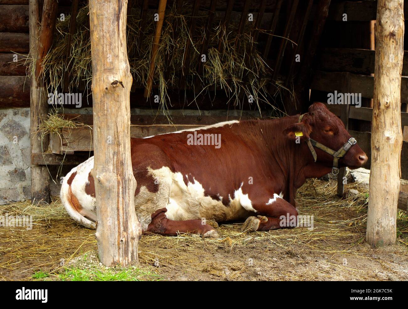 Vache en stable. Vache reposant sur la paille dans l'écurie. Agriculture et concept agricole. Production de lait. Banque D'Images