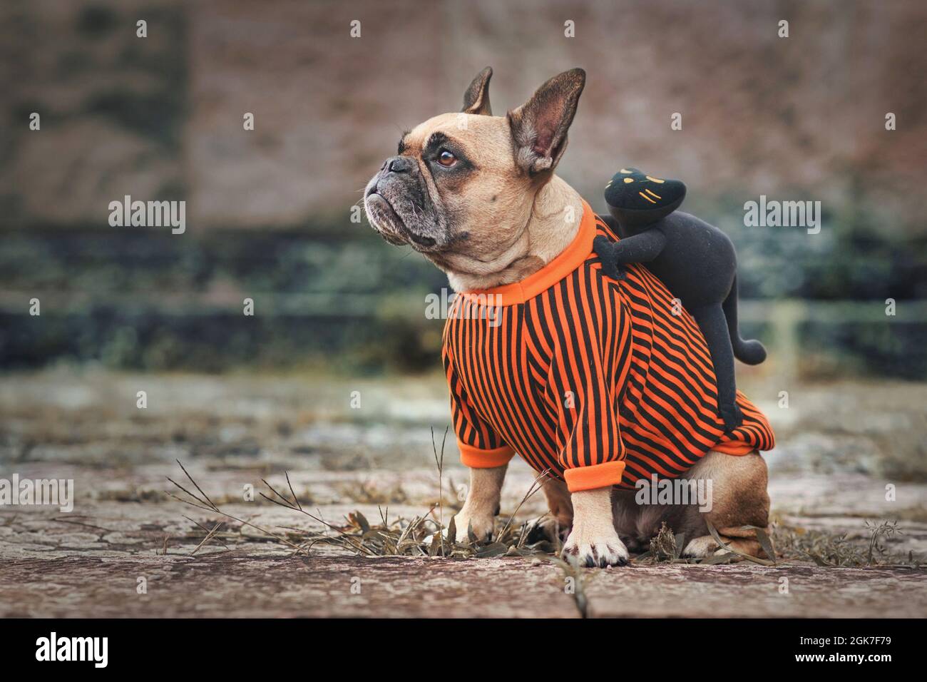 Drôle de chien Halloween costume montrant un Bulldog français avec un chat noir effrayant sur son dos Banque D'Images