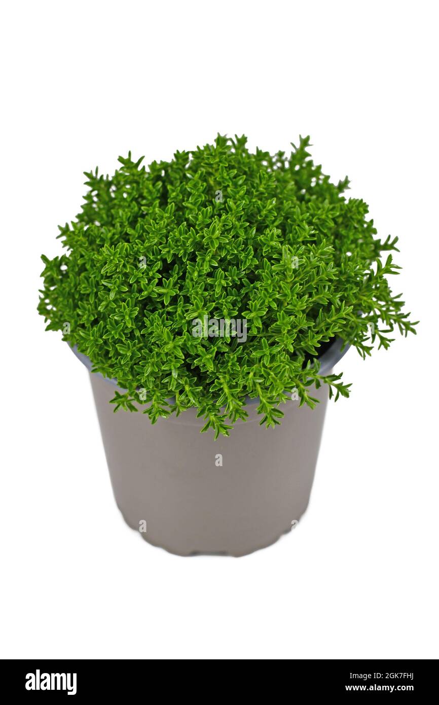 Plante hybride en pot 'Hebe Armstrongii' sur fond blanc Banque D'Images