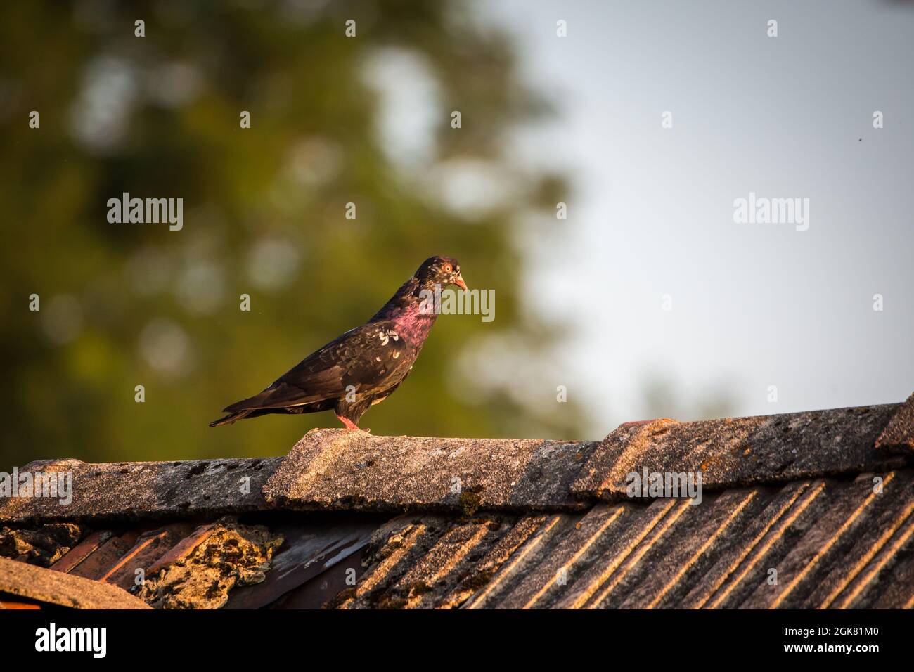 Waldviertel Cropper Pigeon (Waldviertler Kröpfer, Boulant de Waldviertel, Gozzuto à Waldviertel), un pigeon d'Autriche Banque D'Images