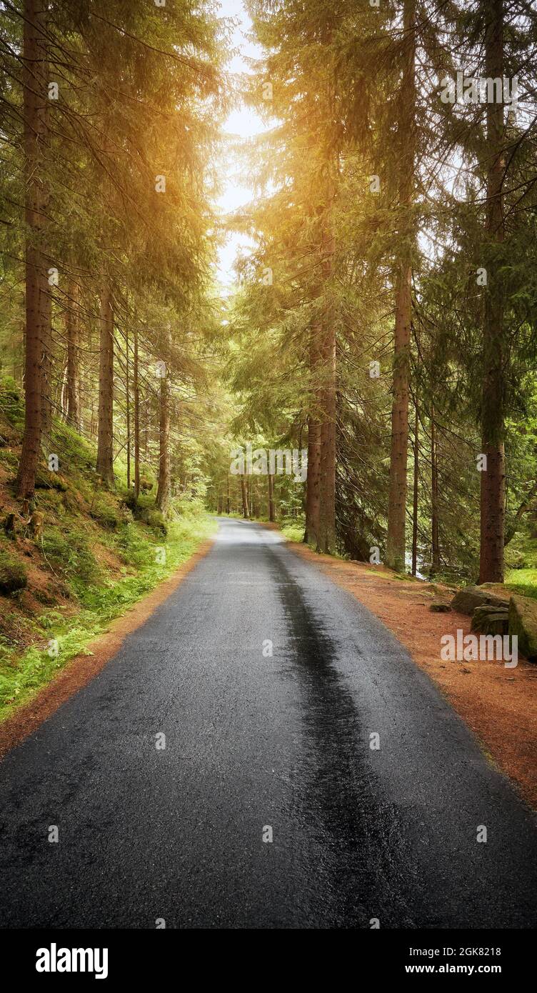 Route de forêt asphaltée humide contre le soleil, montagnes Karkonosze dans la région de Liberec, République tchèque. Banque D'Images