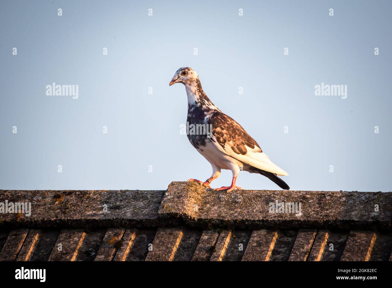 Pigeon de course assis sur un toit Banque D'Images Pigeon de course assis sur un toit Banque D'Images