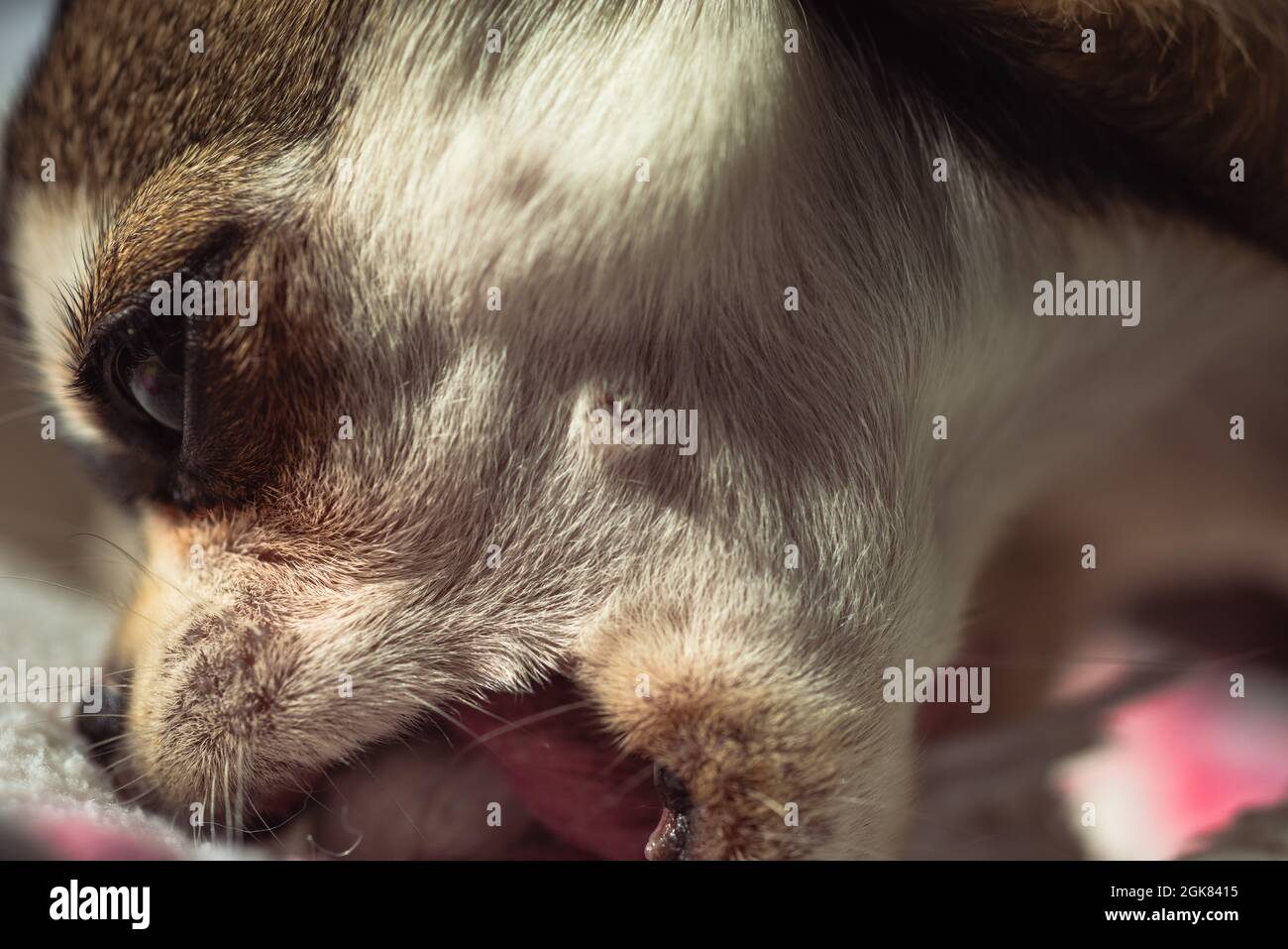 Chien Chiwawa Chihuahua chiot Banque D'Images