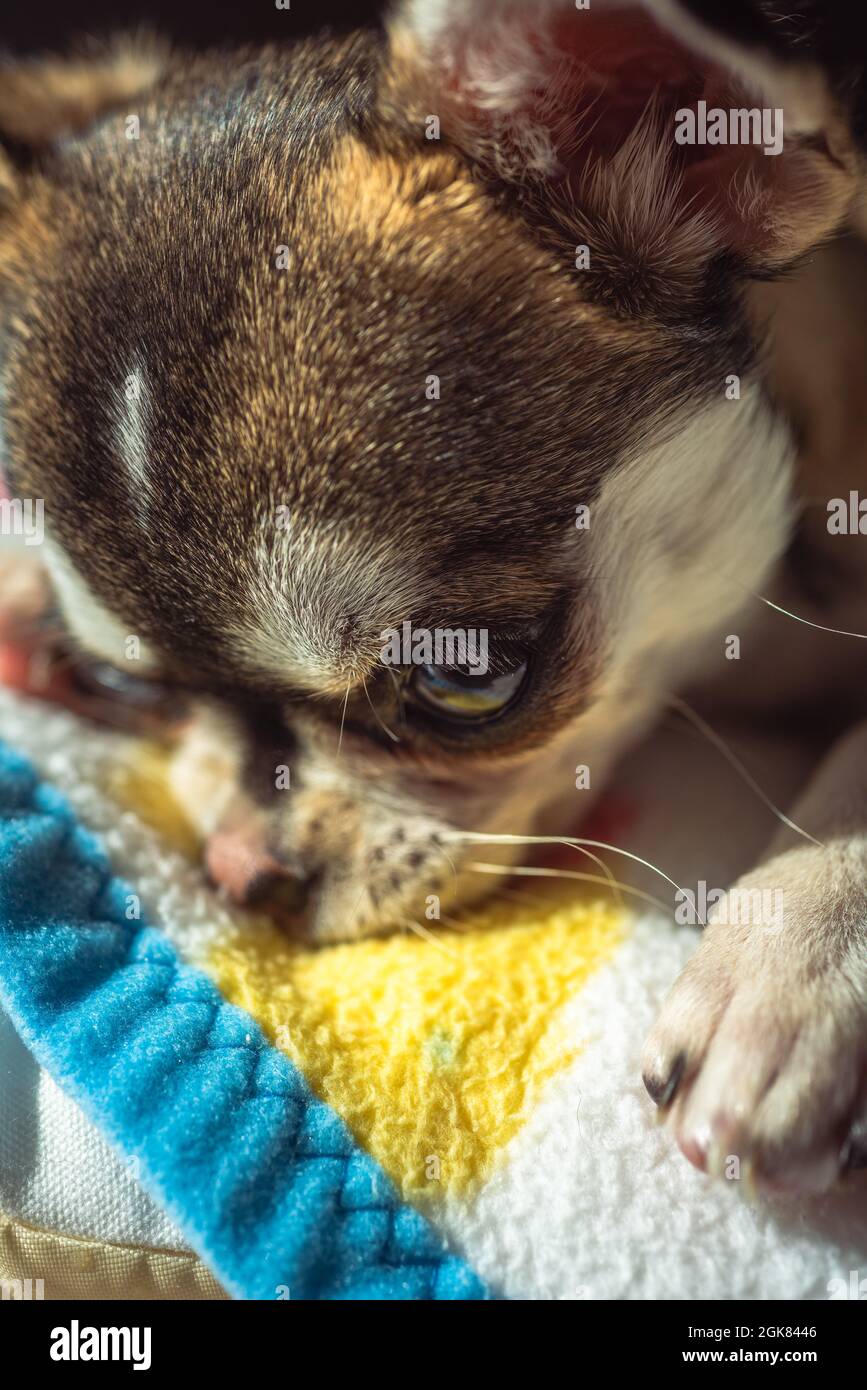 Chien Chiwawa Chihuahua chiot Banque D'Images