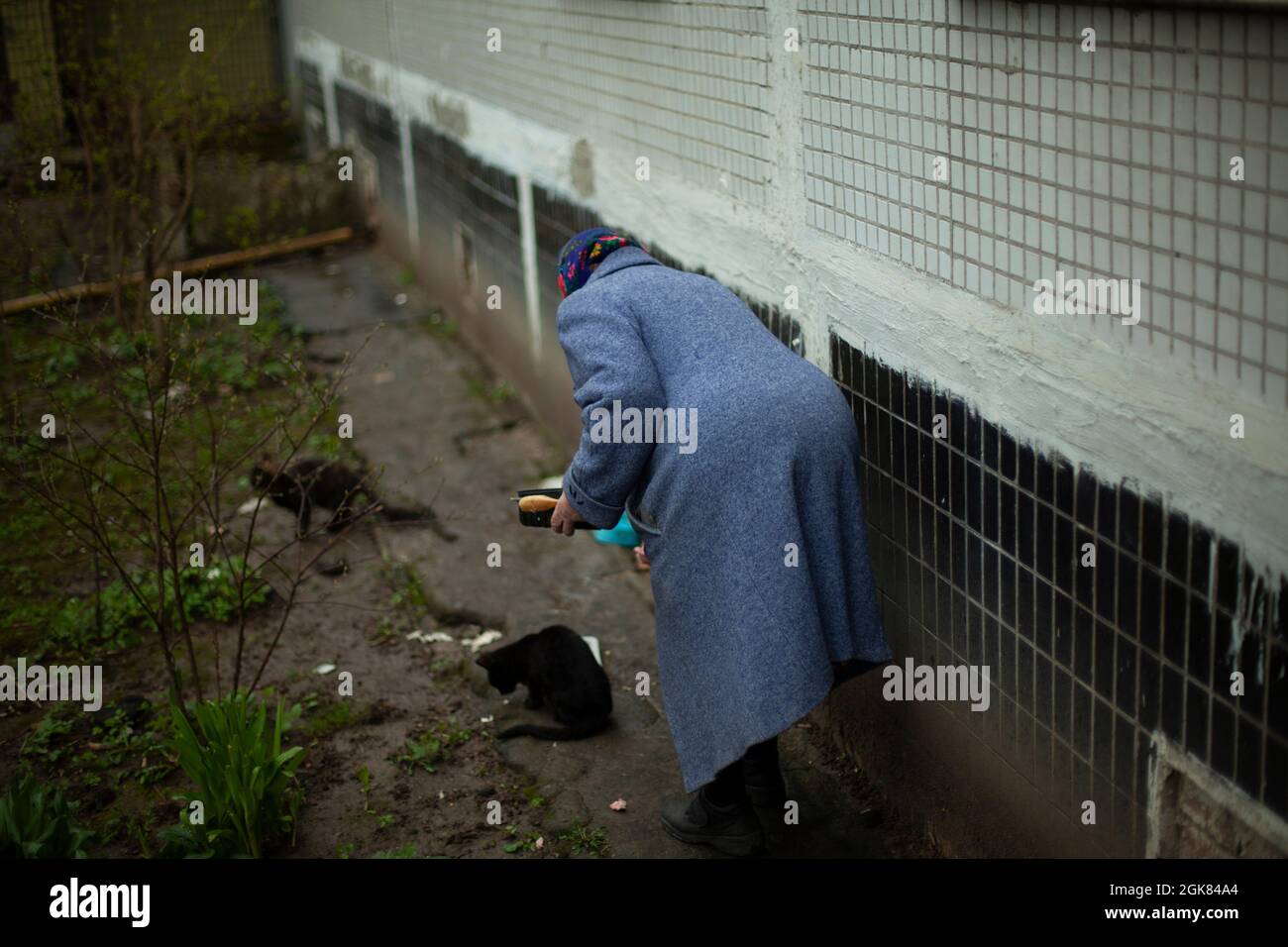 Femme à la retraite en Russie. Femme âgée en Europe de l'est qui nourrit des chats. Une vieille femme près de la maison sous un manteau chaud prend soin des animaux sans abri. Ancien Banque D'Images