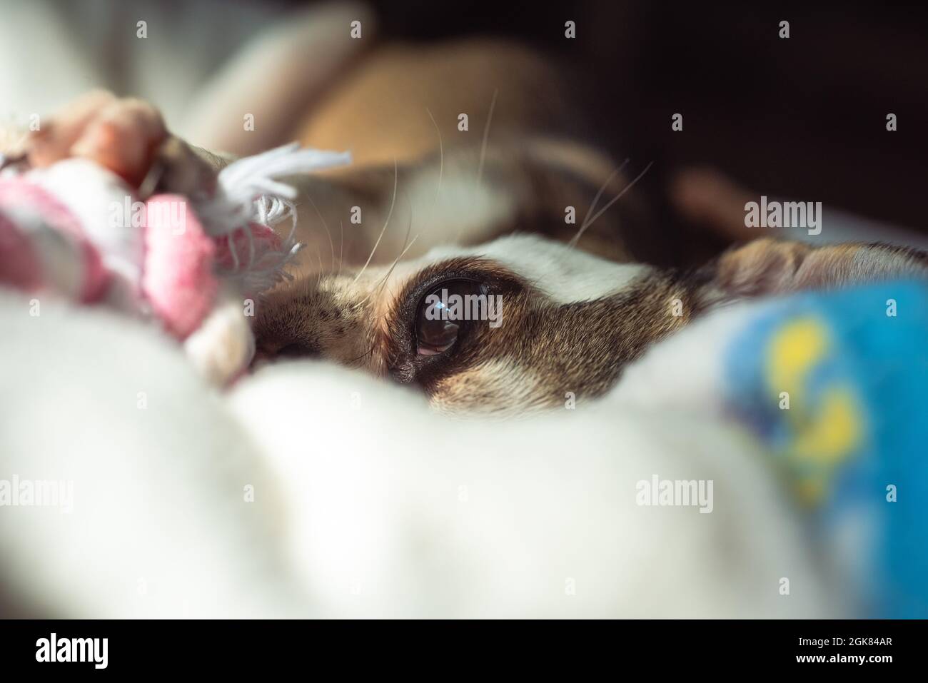 Chien Chiwawa Chihuahua chiot Banque D'Images