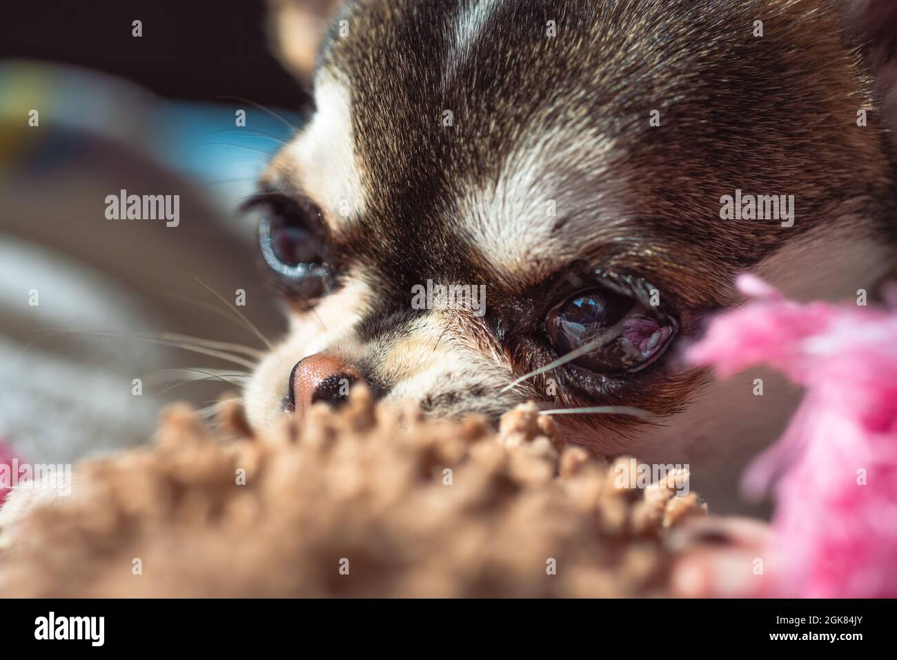 Chien Chiwawa Chihuahua chiot Banque D'Images