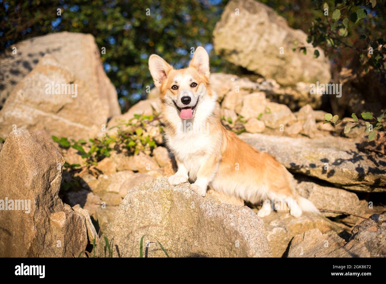 Welsh Corgi Pembroke sur un tas de pierre Banque D'Images