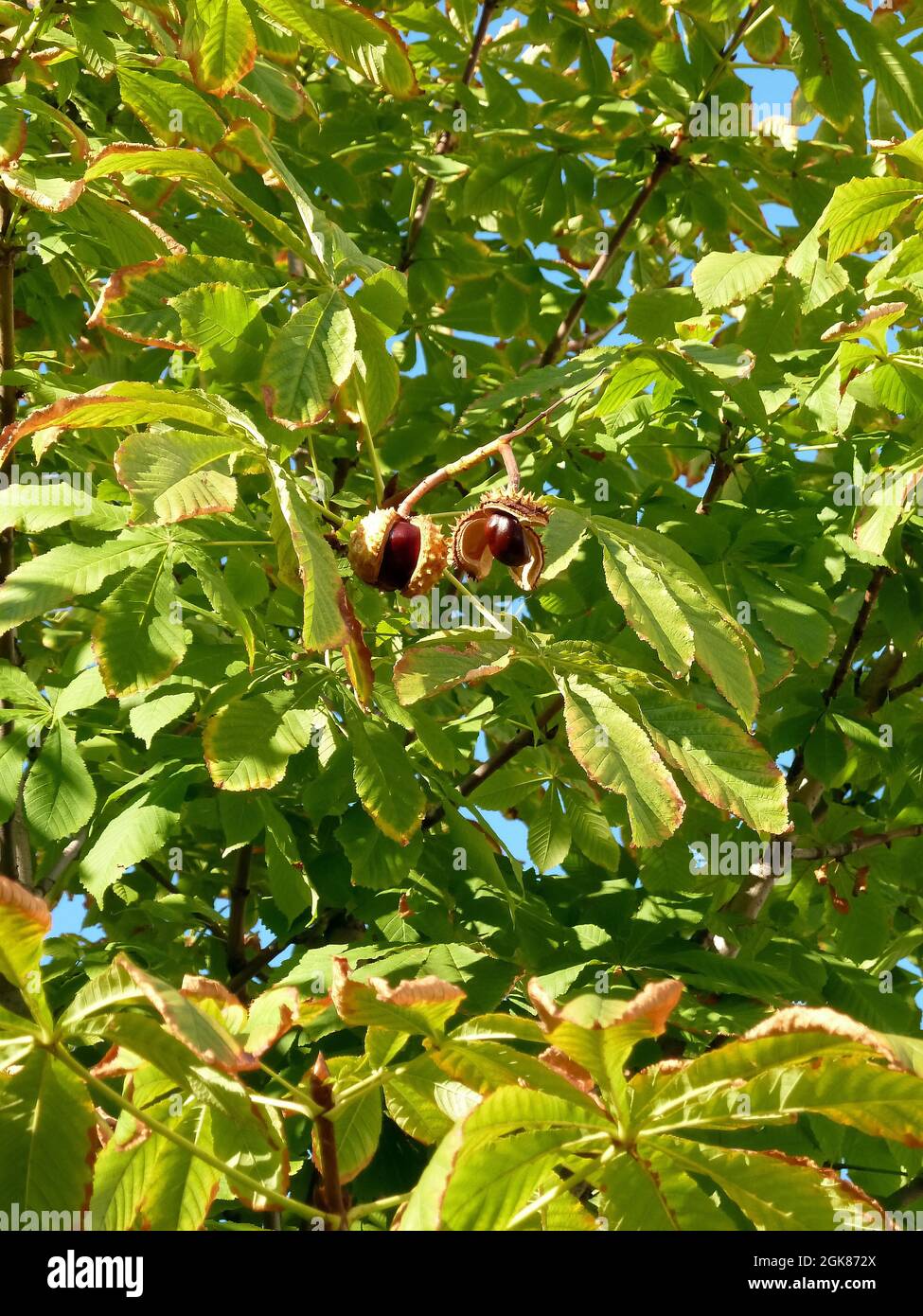 Châtaignier, conker, Gewöhnliche Rosskastanie, Gemeine Rosskastanie, Weiße Rosskastanie, Aesculus hippocastanum, vadgesztenye, Hongrie, Europe Banque D'Images