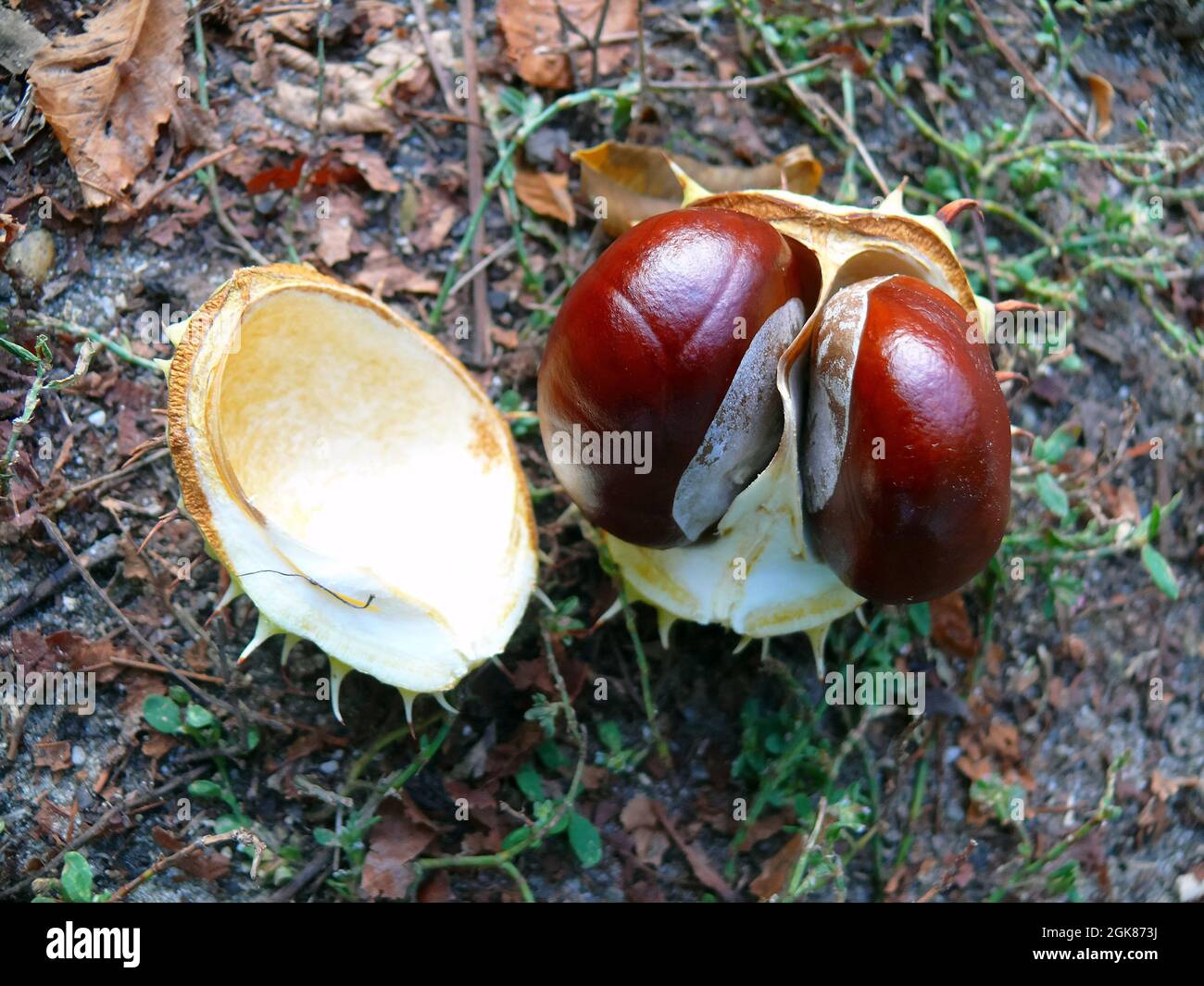 Châtaignier, conker, Gewöhnliche Rosskastanie, Gemeine Rosskastanie, Weiße Rosskastanie, Aesculus hippocastanum, vadgesztenye, Hongrie, Europe Banque D'Images