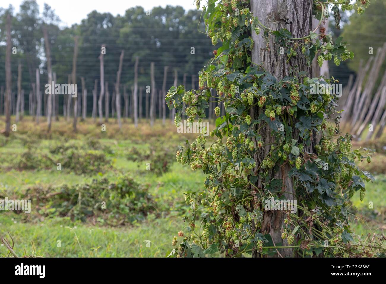 Plainwell, Michigan - The Twisted Hops Farm. Quelques fleurs de houblon sont laissées sur un poteau après la récolte est terminée. Banque D'Images