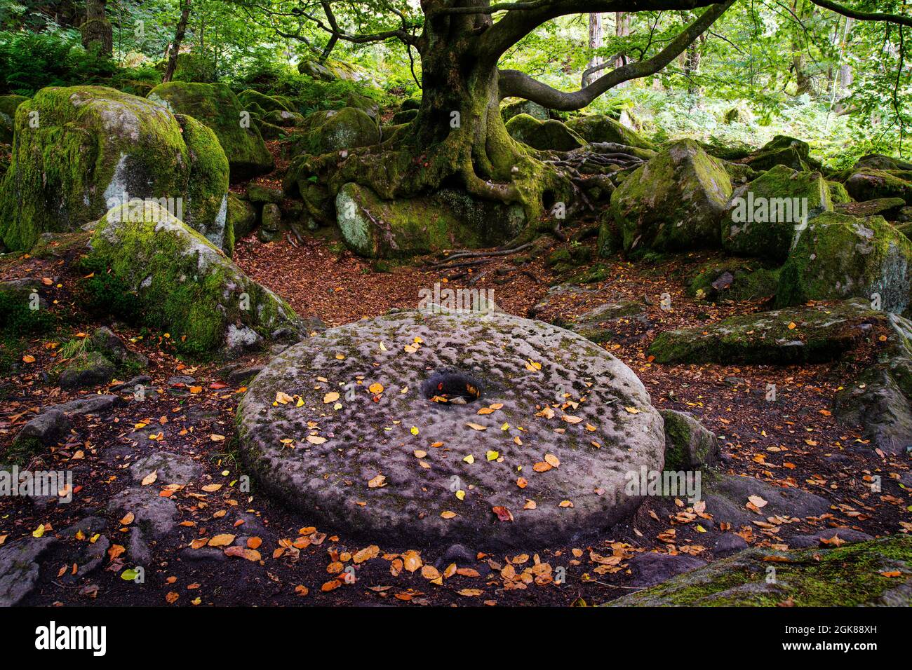 Ancienne pierre de moulin située sur le sol de la forêt Padley gorge Derbyshire Royaume-Uni Banque D'Images