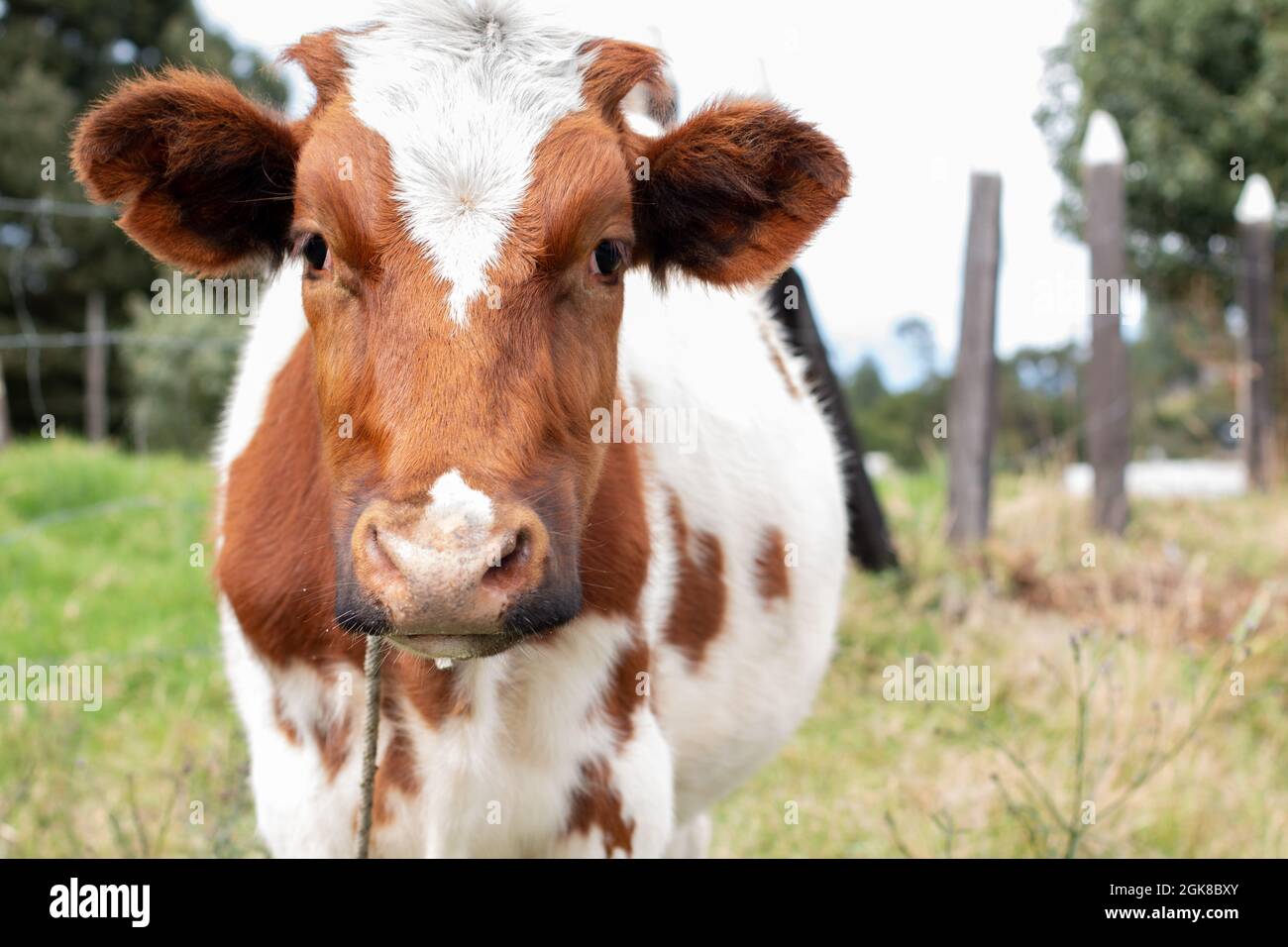 Vache laitière blanche avec taches brunes regardant la caméra depuis l'avant. Banque D'Images