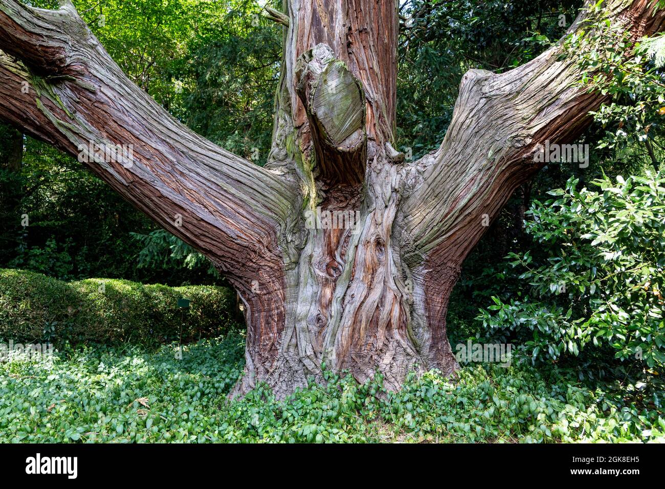 Valsanzibio, Padoue - Italie, 11 septembre 2021 : jardin de la Villa Barbarigo à Valsanzibio, Padoue. Le plus vieux cèdre de californie d'Europe Banque D'Images