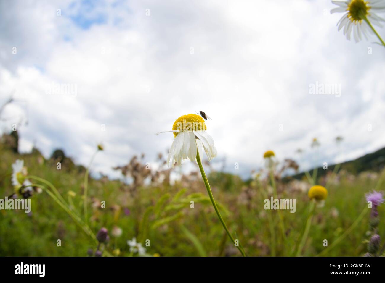 Prise de vue sélective de daises dans un champ de pâquerettes par une journée nuageux Banque D'Images
