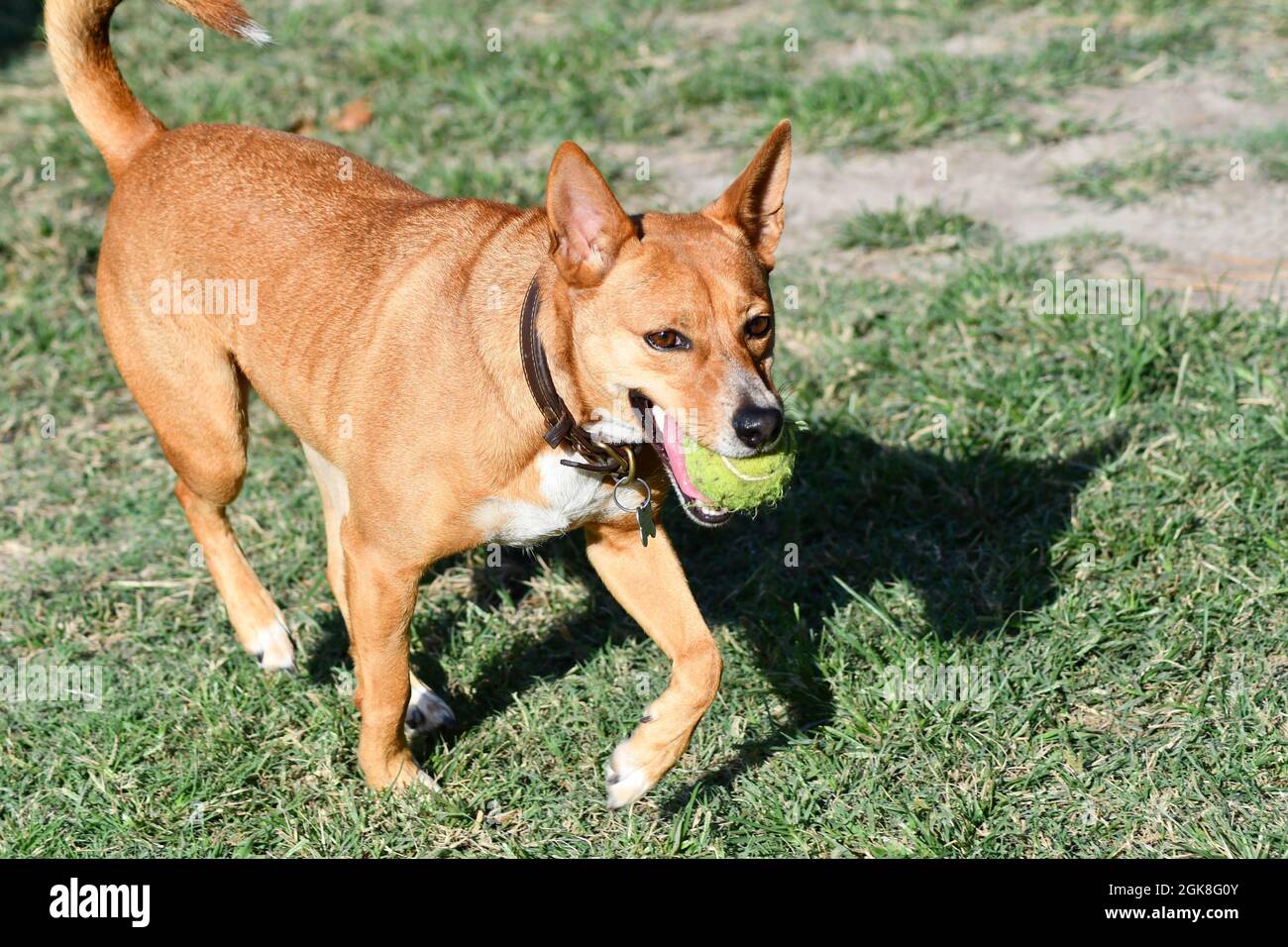 Basenji terrier mélange jouer avec le ballon Photo Stock - Alamy