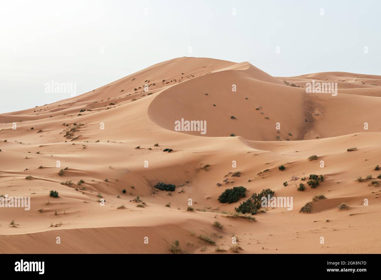 Vue pittoresque du désert avec des plantes qui poussent sur le sable sous un ciel clair au Maroc en Afrique du Nord Banque D'Images