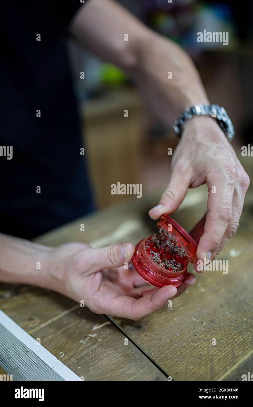 Rognez le hachoir à ouverture mâle non reconnaissable avec des feuilles de chanvre séchées au-dessus de la table dans la pièce sur un arrière-plan flou Banque D'Images
