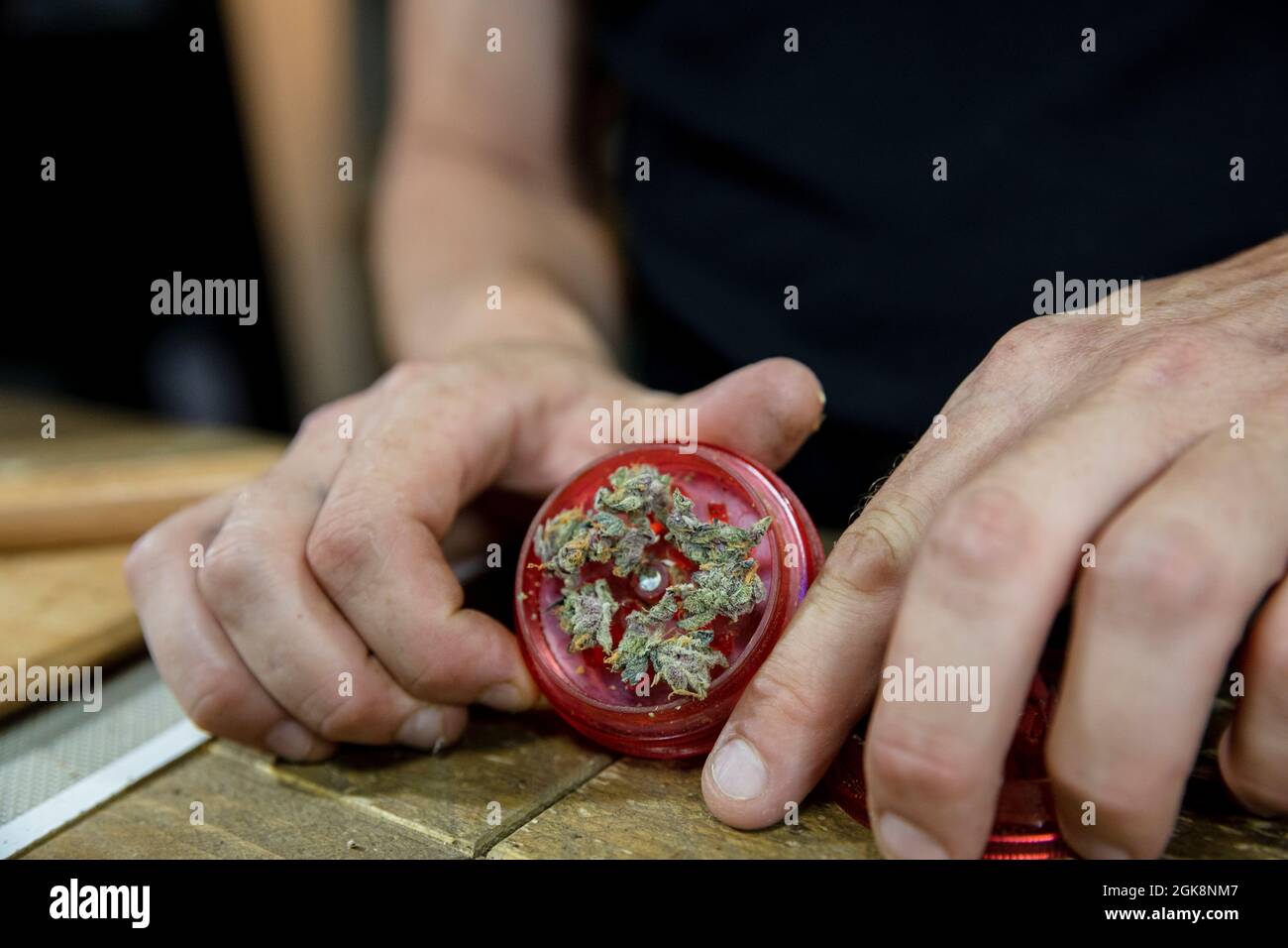 Rognez le hachoir à ouverture mâle non reconnaissable avec des feuilles de chanvre séchées au-dessus de la table dans la pièce sur un arrière-plan flou Banque D'Images