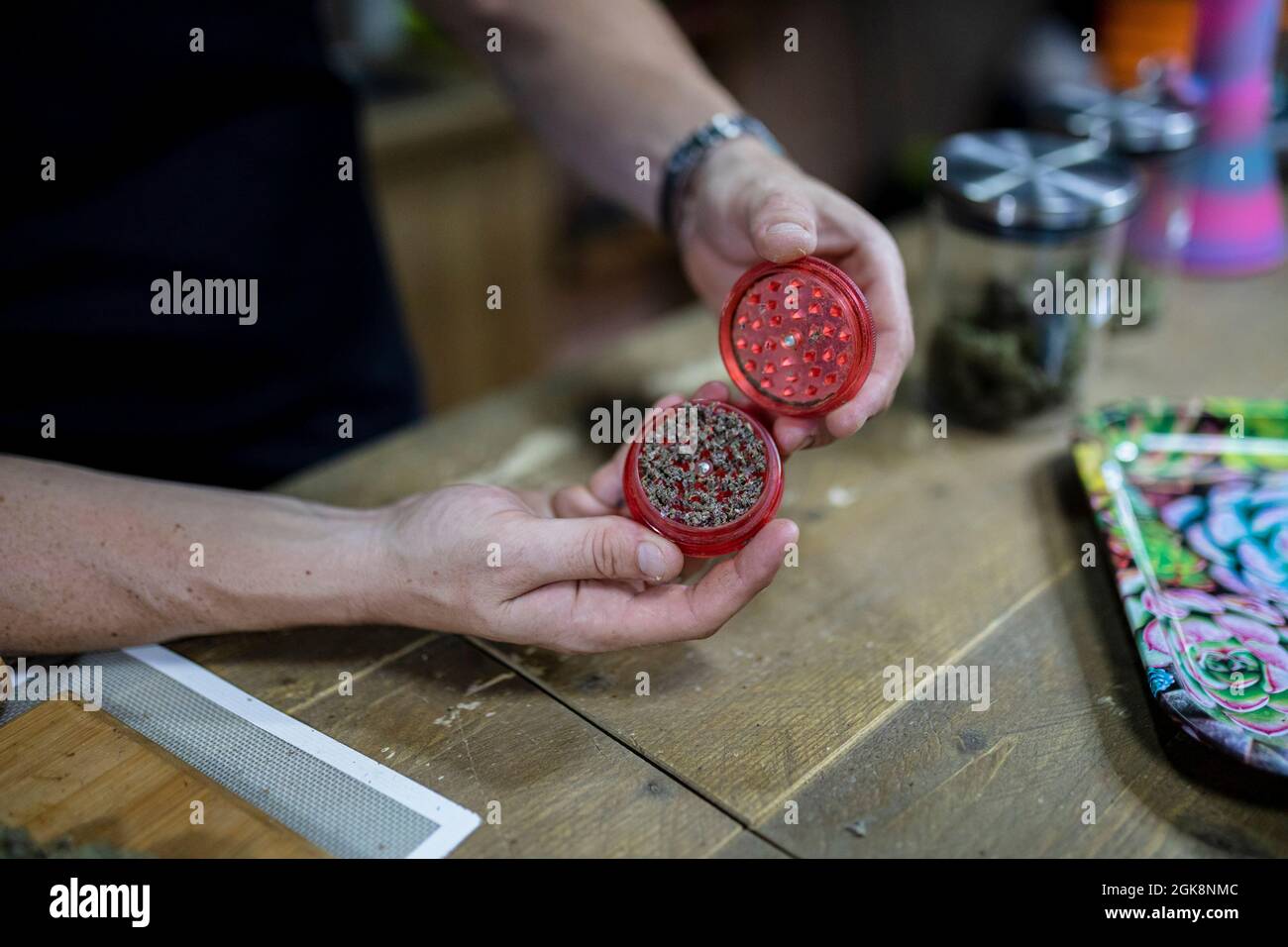 Rognez le hachoir à ouverture mâle non reconnaissable avec des feuilles de chanvre séchées au-dessus de la table dans la pièce sur un arrière-plan flou Banque D'Images