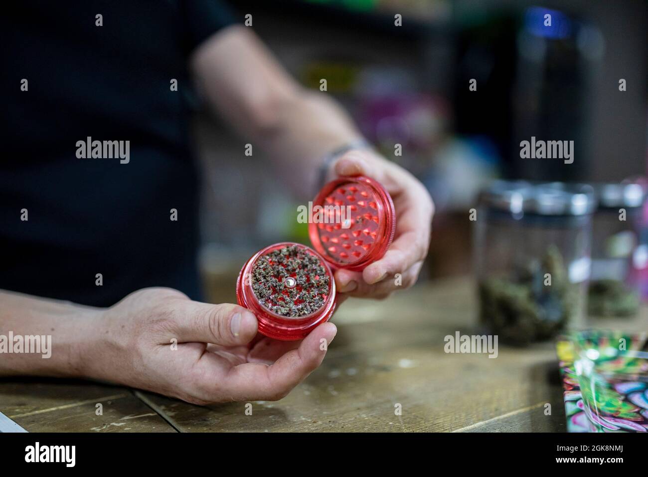 Rognez le hachoir à ouverture mâle non reconnaissable avec des feuilles de chanvre séchées au-dessus de la table dans la pièce sur un arrière-plan flou Banque D'Images