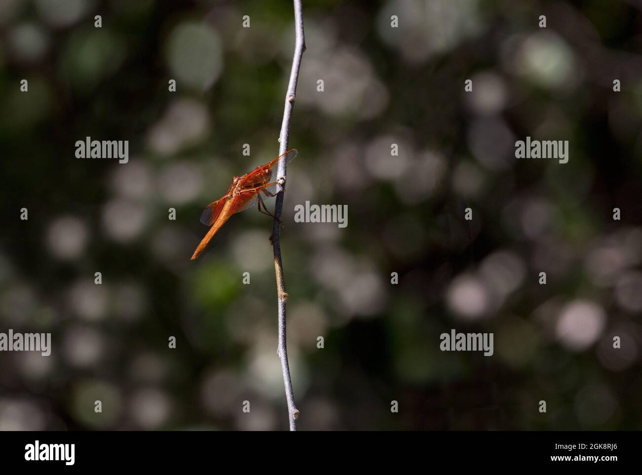 Feu rouge vif Skimmer Dragonfly atterrit sur la perche ensoleillée au centre Paton à Patagonia, Arizona. Mise au point sélectionnée avec arrière-plan bokeh. Banque D'Images