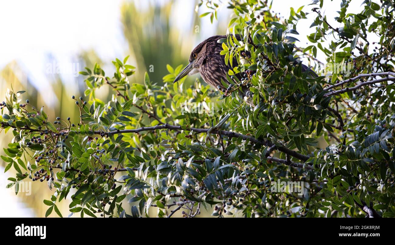 Héron de nuit à couronne noire juvénile perché dans un arbre au parc Reid, un parc spatial vert du quartier urbain, à Tucson, Arizona. Banque D'Images