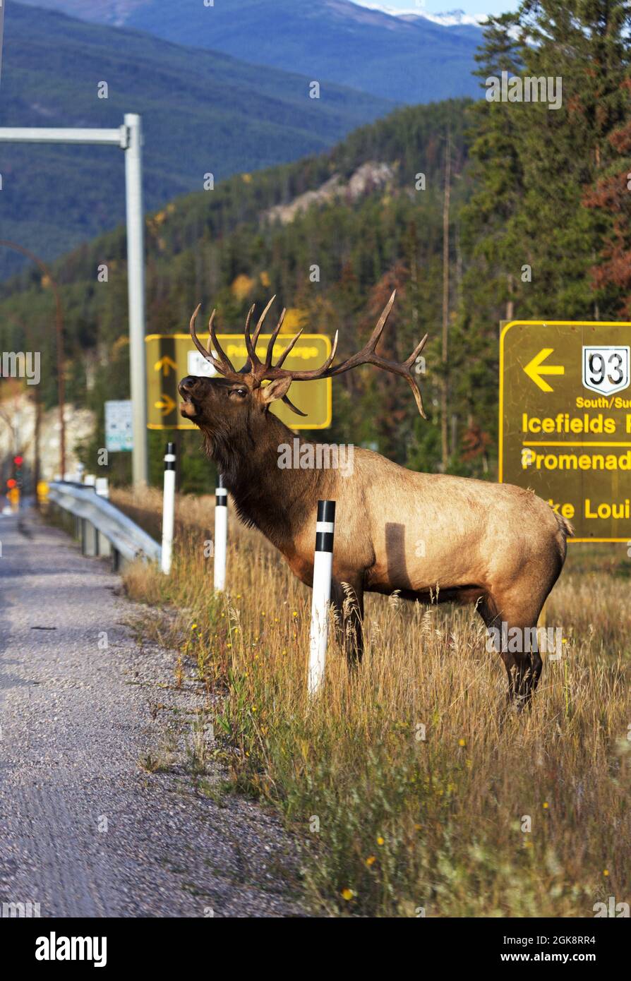 Le wapiti mâle se défait pendant la saison des ornières d'automne tout en se tenant dangereusement près de l'autoroute près de Jasper, en Alberta. Banque D'Images