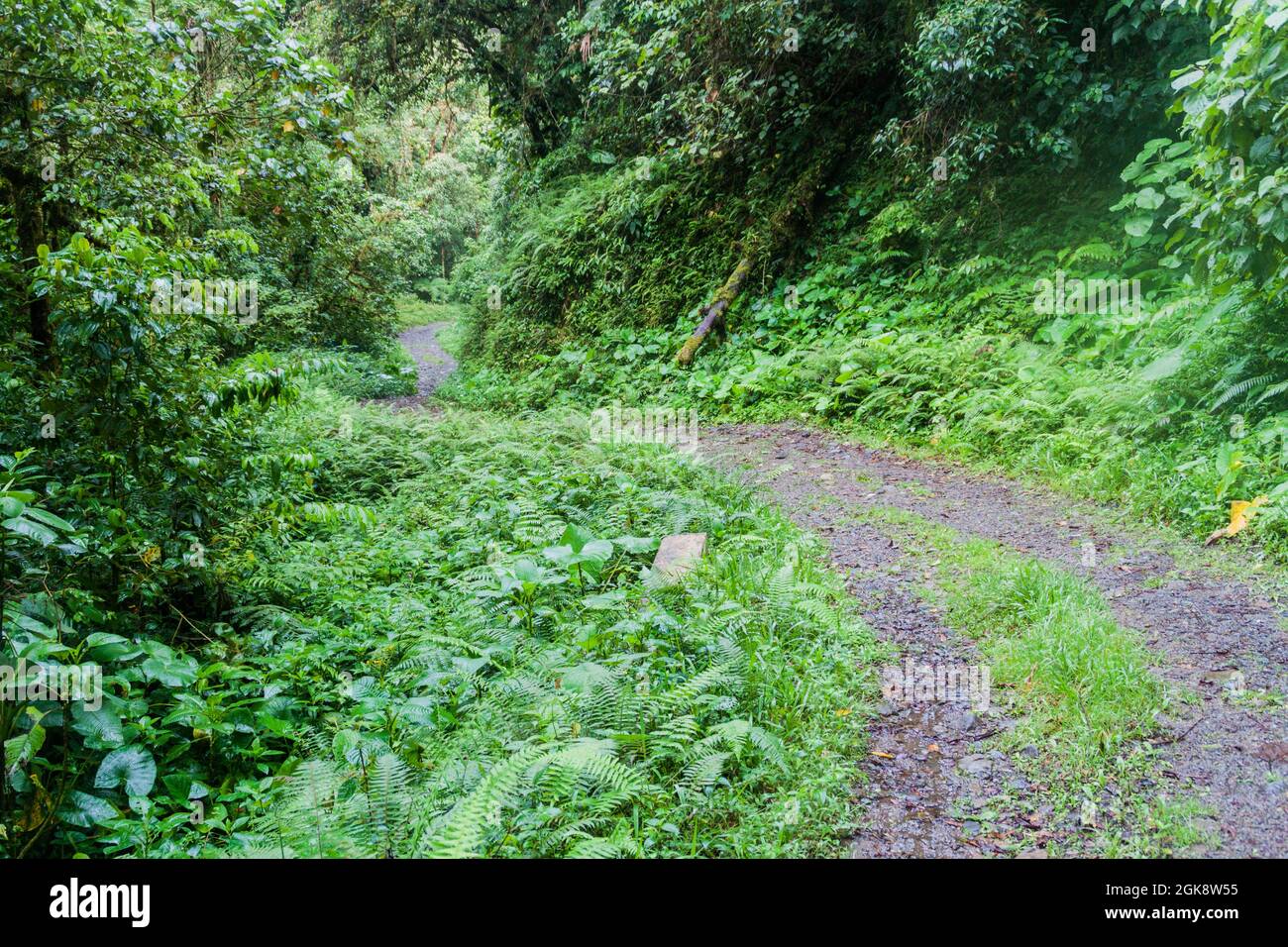 Petite route de montagne près de Boquete, Panama Banque D'Images