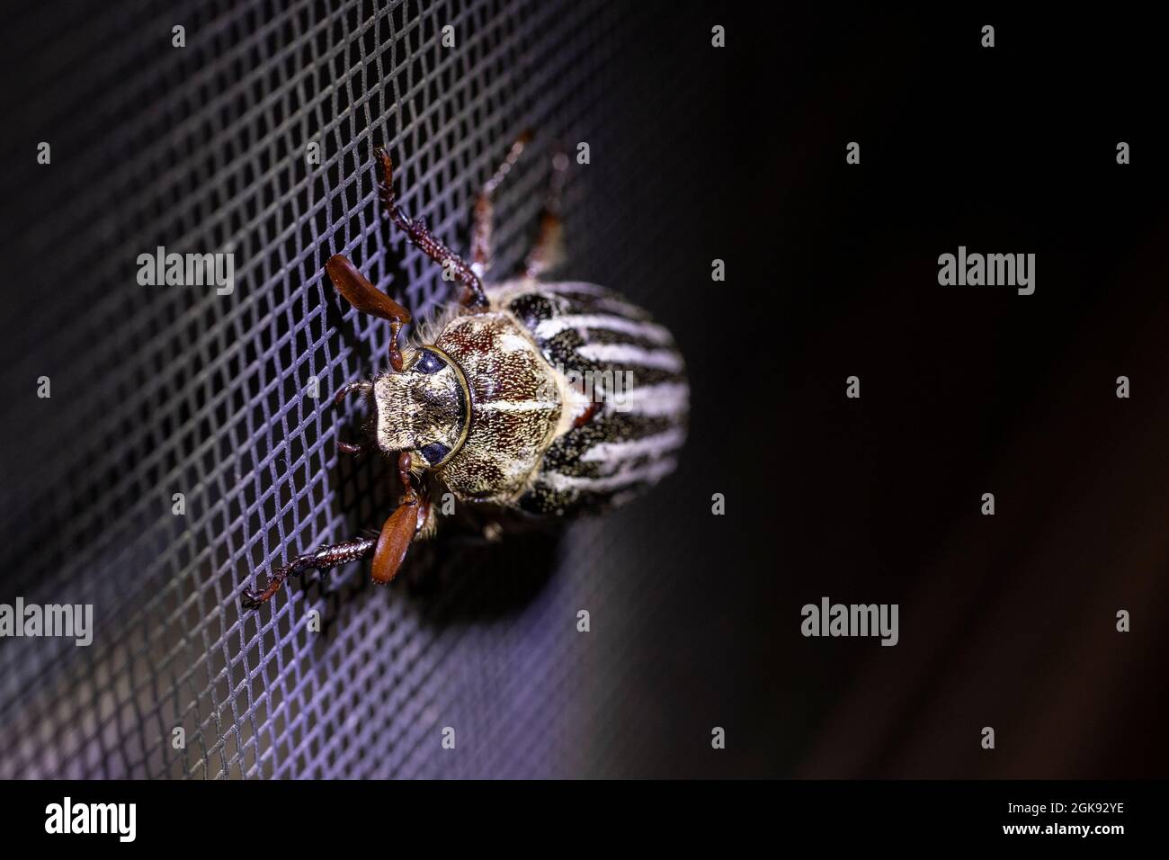 Gros insecte de juin Scarab avec des bandes blanches et grises accrochant à un écran de fenêtre dans la soirée Banque D'Images