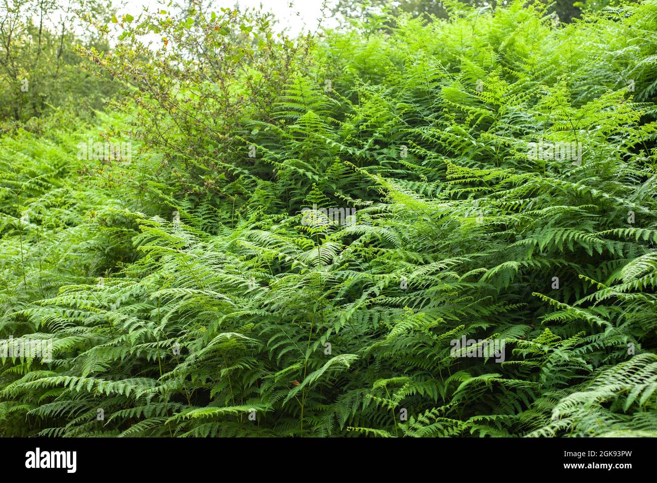 Thelypteris palustris, fougère dans la nature, en iran, Glade et sentier dans la forêt Banque D'Images