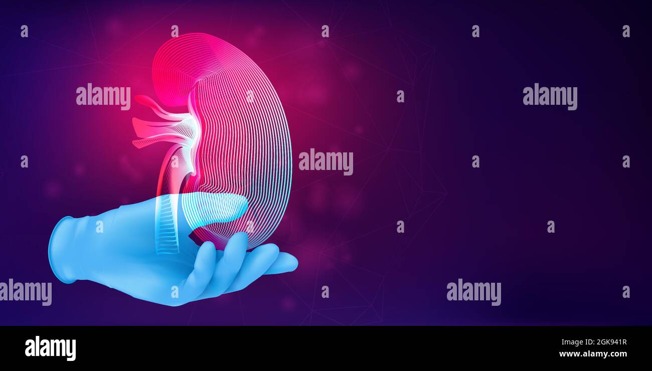 Silhouette d'un rein humain sur un gant en caoutchouc réaliste. Concept médical 3D avec le contour d'un organe humain sur fond abstrait. Illustrateur vectoriel Illustration de Vecteur