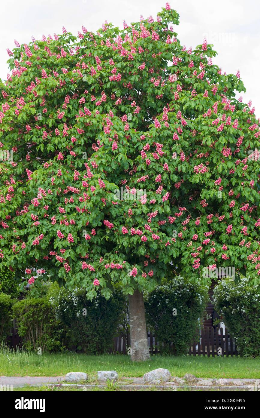 Châtaigne de cheval rouge, châtaigne de cheval rose (Aesculus x carnea, Aesculus carnea), châtaigne de cheval rouge en fleurs, Allemagne Banque D'Images