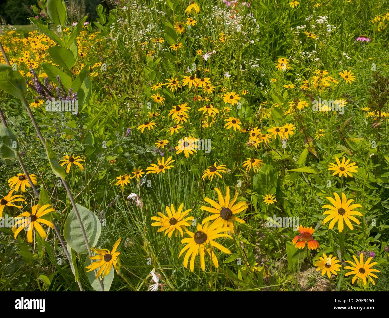 Fleur conique (Rudbeckia spec.), fleuri en été avec fleurs coniques Banque D'Images