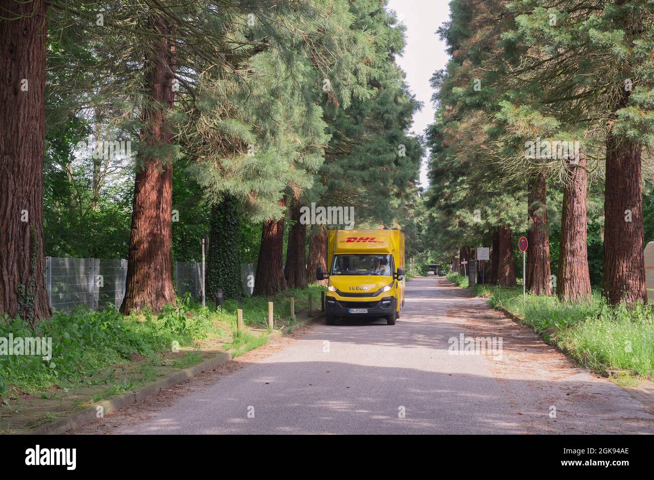 Séquoia géant, séquoia géant (Sequoiadendron giganteum), allée de séquoia géant au jardin botanique avec fourgon postal, Allemagne, Hambourg, Flottbek, Banque D'Images