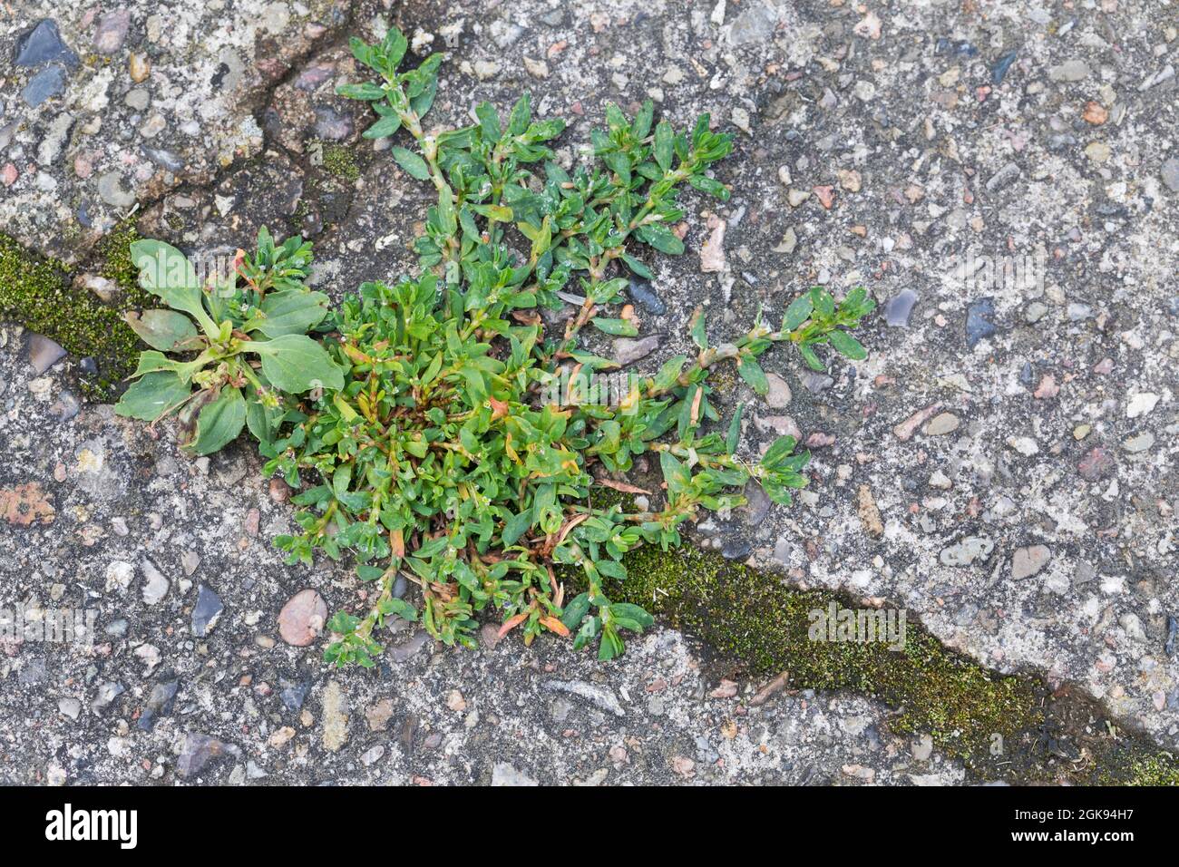 Nnougrass à feuilles ovales (Polygonum arenastrum, Polygonum aviculare ssp. Arenastrum), sur une chaussée plantain, Plantago Major, Banque D'Images