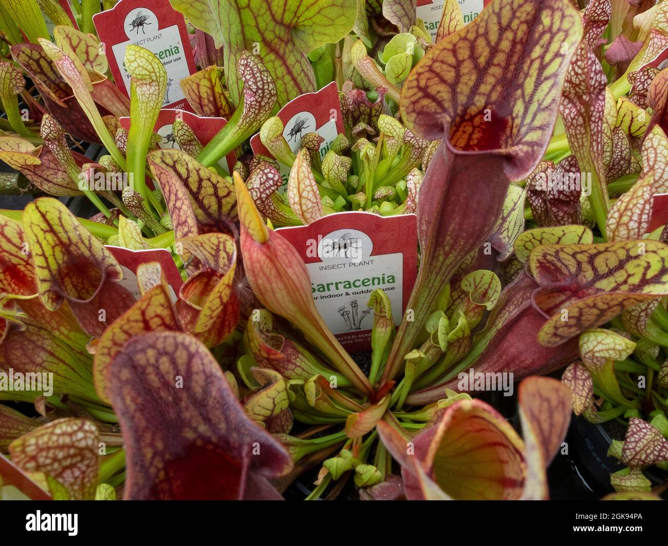 Usine de pichet (Sarracenia spec), plantes carnivores à vendre, Allemagne Banque D'Images