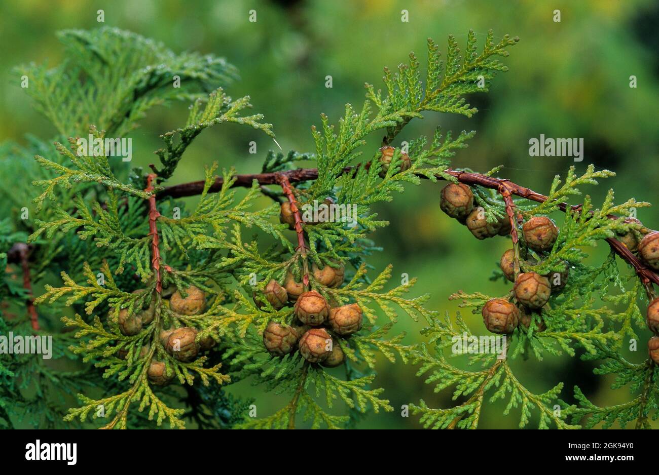 Cyprès japonais, cyprès de Hinoki, Hinoki (Chamaecyparis obtusa), branche avec des cônes Banque D'Images