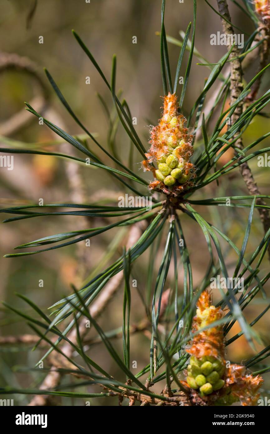 PIN écossais, PIN écossais (Pinus sylvestris), inflorescences mâles, Allemagne Banque D'Images